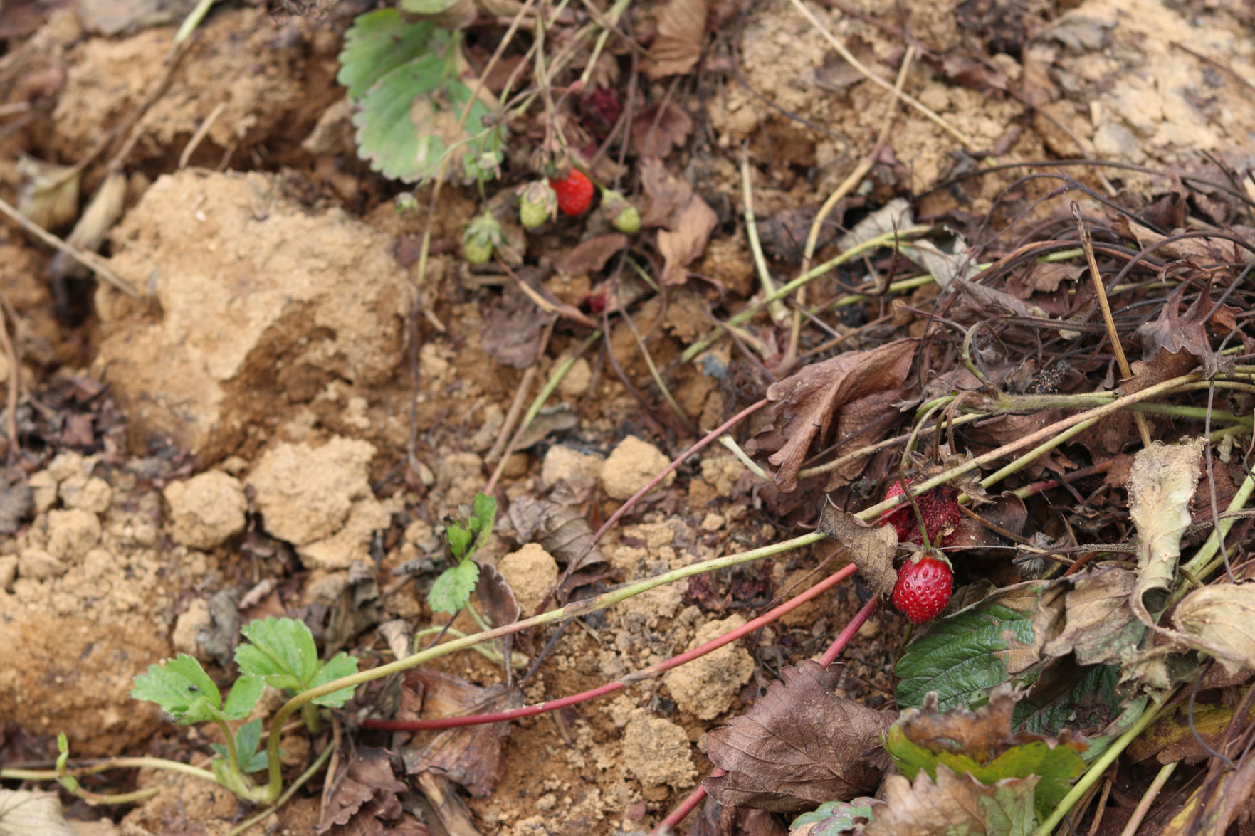 Washington Farms strawberries